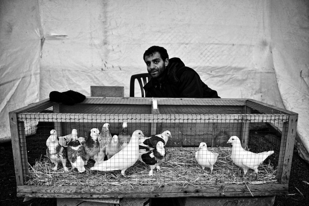 Серкант Хекимджи, из серии «Птичий рынок в Стамбуле»